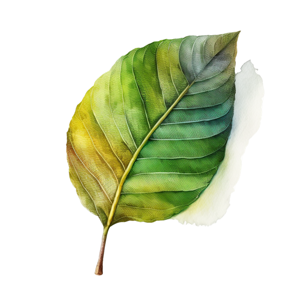 ÖH Boku - Zitronenblatt